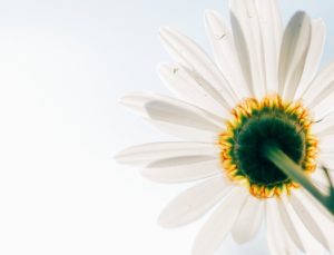 Was bedeutet systemische Therapie